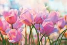 Vlies Fotótapéta - Pink tulips - 375x250 cm