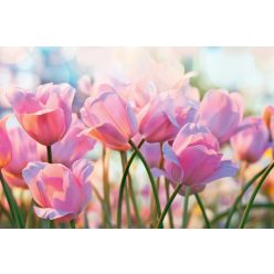 Vlies Fotótapéta - Pink tulips - 375x250 cm