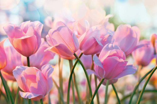 Vlies Fotótapéta - Pink tulips - 375x250 cm