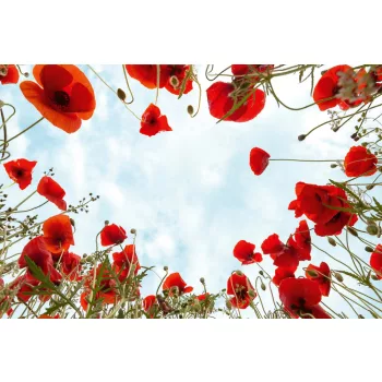 Vlies Fotótapéta - Poppies - 375x250 cm