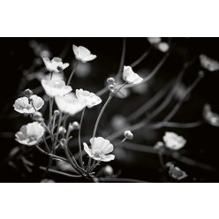 Vlies Fotótapéta - Black and white flowers - 375x250 cm