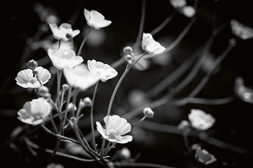 Vlies Fotótapéta - Black and white flowers - 375x250 cm
