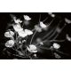 Vlies Fotótapéta - Black and white flowers - 375x250 cm