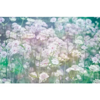 Vlies Fotótapéta - Meadow of flowers - 375x250 cm