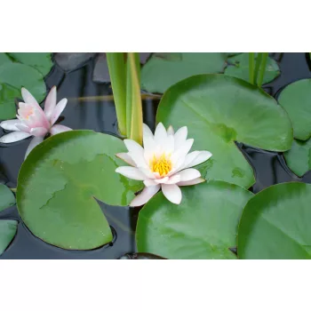 Vlies Fotótapéta - Whine water lily - 375x250 cm