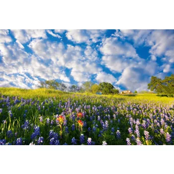Vlies Fotótapéta - Bluebonnets - 375x250 cm