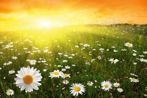 FLOWER FIELD IN SUNSET fotótapéta, poszter, vlies alapanyag, 375x250 cm