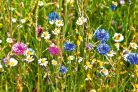 Vlies Fotótapéta - Wild flowers field - 375x250 cm