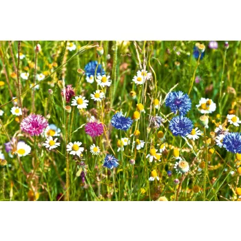 Vlies Fotótapéta - Wild flowers field - 375x250 cm