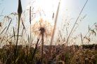 Vlies Fotótapéta - Summer dandelion - 375x250 cm