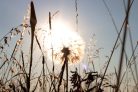 Vlies Fotótapéta - Shinning dandelion - 375x250 cm