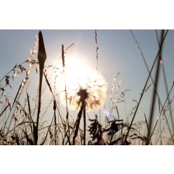 Vlies Fotótapéta - Shinning dandelion - 375x250 cm