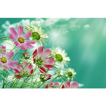 Vlies Fotótapéta - Blooming daisy - 375x250 cm