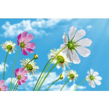Vlies Fotótapéta - Blooming sky - 375x250 cm