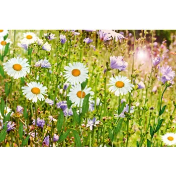 Vlies Fotótapéta - Wild flowers in summer - 375x250 cm