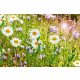 Vlies Fotótapéta - Wild flowers in summer - 375x250 cm