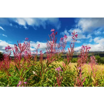Vlies Fotótapéta - Meadow in Alaska - 375x250 cm