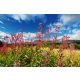 Vlies Fotótapéta - Meadow in Alaska - 375x250 cm