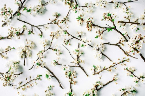 Vlies Fotótapéta - Blooming branches - 375x250 cm