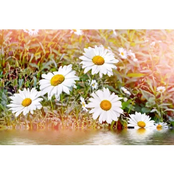 Vlies Fotótapéta - Chamomile - 375x250 cm