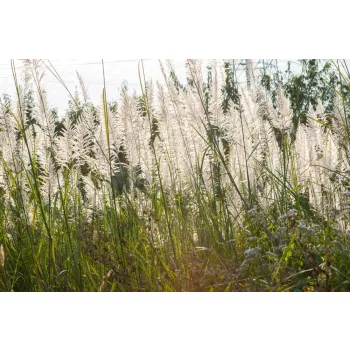 Vlies Fotótapéta - Flower grass - 375x250 cm