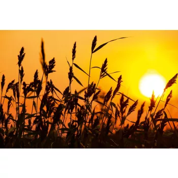 Vlies Fotótapéta - Reed against sunset - 375x250 cm