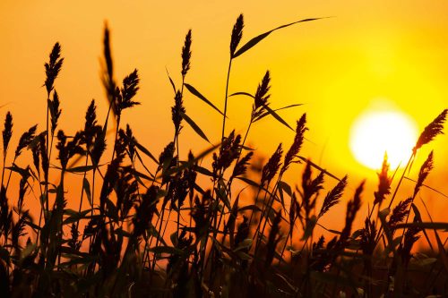 Vlies Fotótapéta - Reed against sunset - 375x250 cm