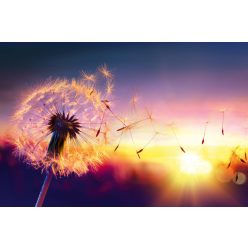 Vlies Fotótapéta - Flying dandelion - 375x250 cm