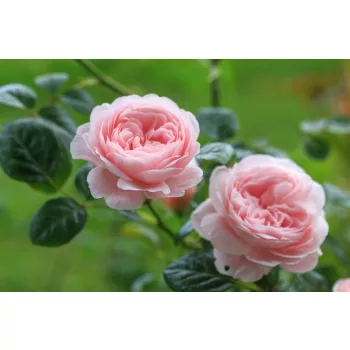 Vlies Fotótapéta - English rose - 375x250 cm