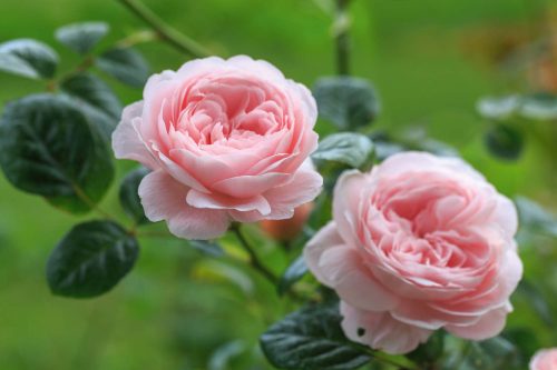 Vlies Fotótapéta - English rose - 375x250 cm