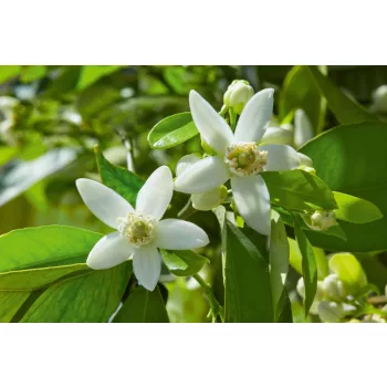 Vlies Fotótapéta - White blossom - 375x250 cm