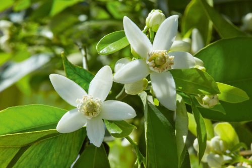 Vlies Fotótapéta - White blossom - 375x250 cm