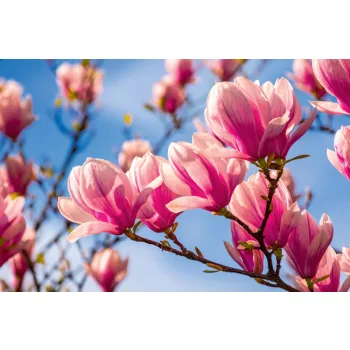 Vlies Fotótapéta - Magnolia - 375x250 cm