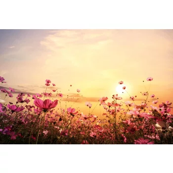   FLOWER FIELD fotótapéta, poszter, vlies alapanyag, 375x250 cm