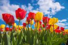 Vlies Fotótapéta - Spring tulip field - 375x250 cm