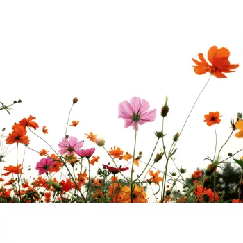 Vlies Fotótapéta - Colorful blossoms - 375x250 cm