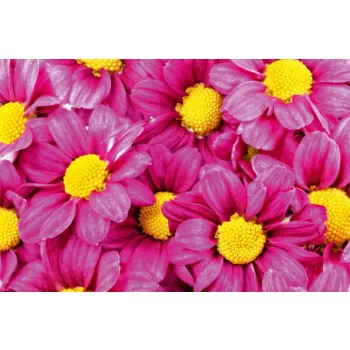 Vlies Fotótapéta - Pink dahlia - 375x250 cm