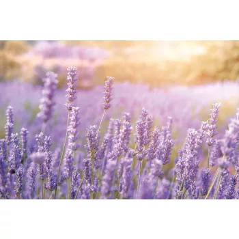 Vlies Fotótapéta - Mountain lavender - 375x250 cm