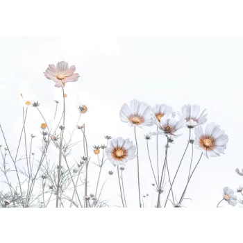   SOFT FLOWERS fotótapéta, poszter, vlies alapanyag, 375x250 cm
