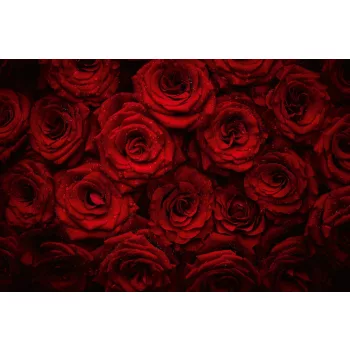 Vlies Fotótapéta - Beautiful Red Roses - 375x250 cm