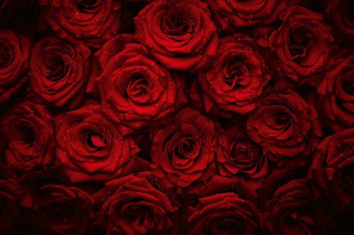 Vlies Fotótapéta - Beautiful Red Roses - 375x250 cm