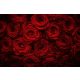 Vlies Fotótapéta - Beautiful Red Roses - 375x250 cm