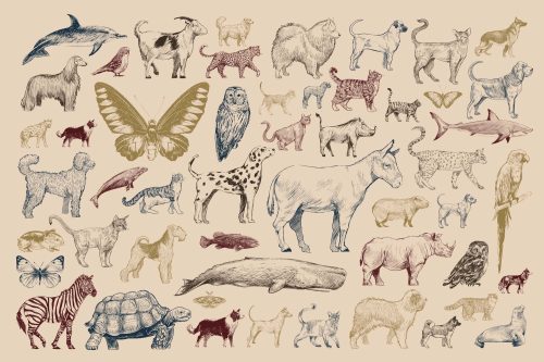 Vlies Fotótapéta - Animal collection - 375x250 cm