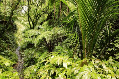 Vlies Fotótapéta - Tropical jungle - 375x250 cm