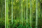 Vlies Fotótapéta - Bamboo forest - 375x250 cm