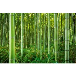 Vlies Fotótapéta - Bamboo forest - 375x250 cm