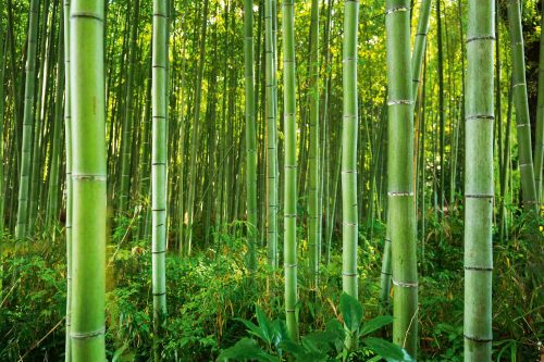 Vlies Fotótapéta - Bamboo forest - 375x250 cm