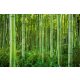 Vlies Fotótapéta - Bamboo forest - 375x250 cm