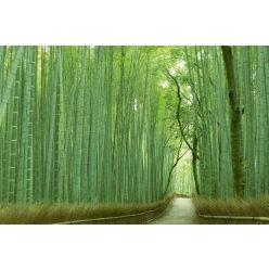 Vlies Fotótapéta - Bamboo footpath - 375x250 cm