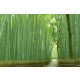 Vlies Fotótapéta - Bamboo footpath - 375x250 cm